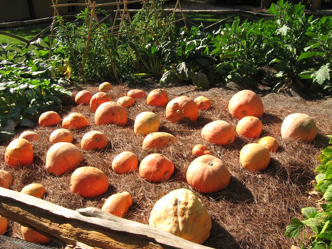 pumpkins orchard plantation free photo