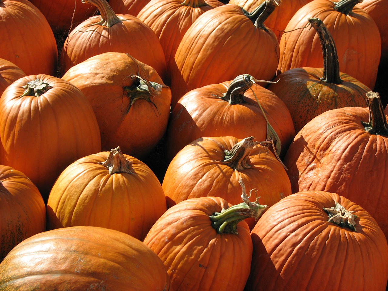 pumpkins october halloween free photo