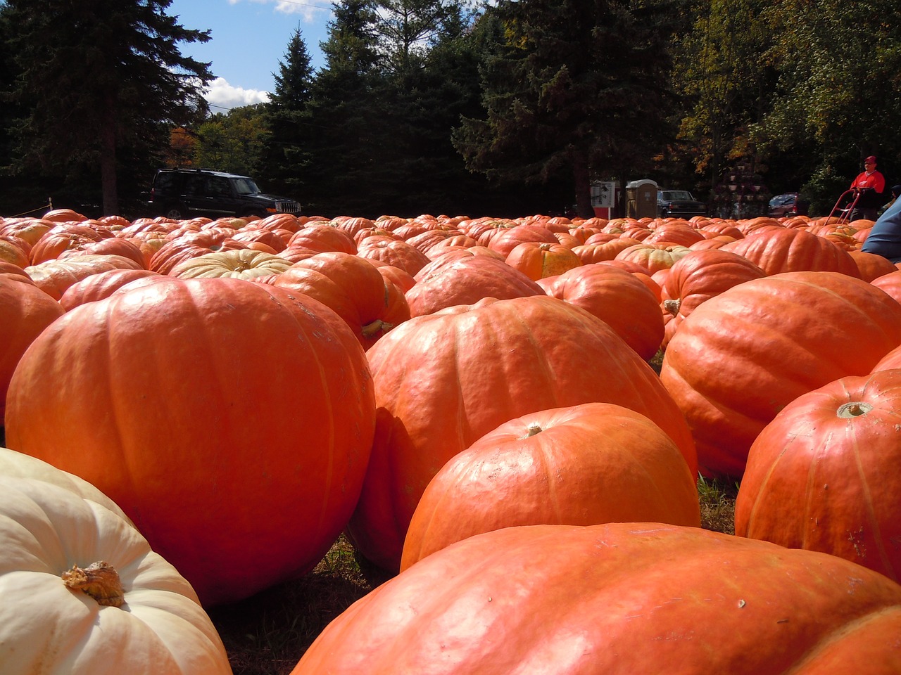 pumpkins fall orang free photo