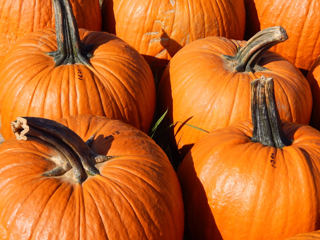 pumpkins fall harvest thanksgiving free photo