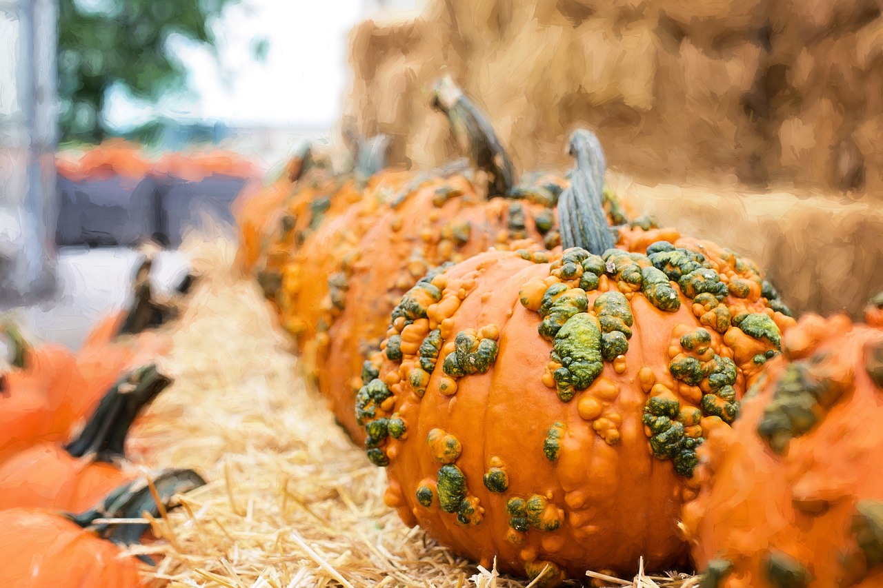 pumpkins autumn fall free photo