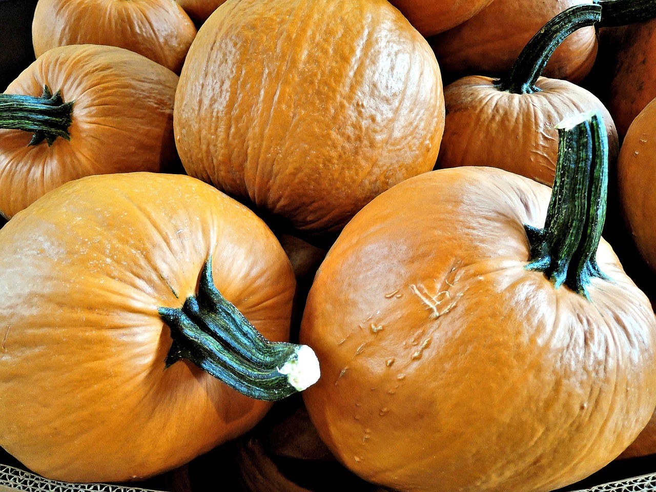 pumpkins vegetable thanksgiving free photo