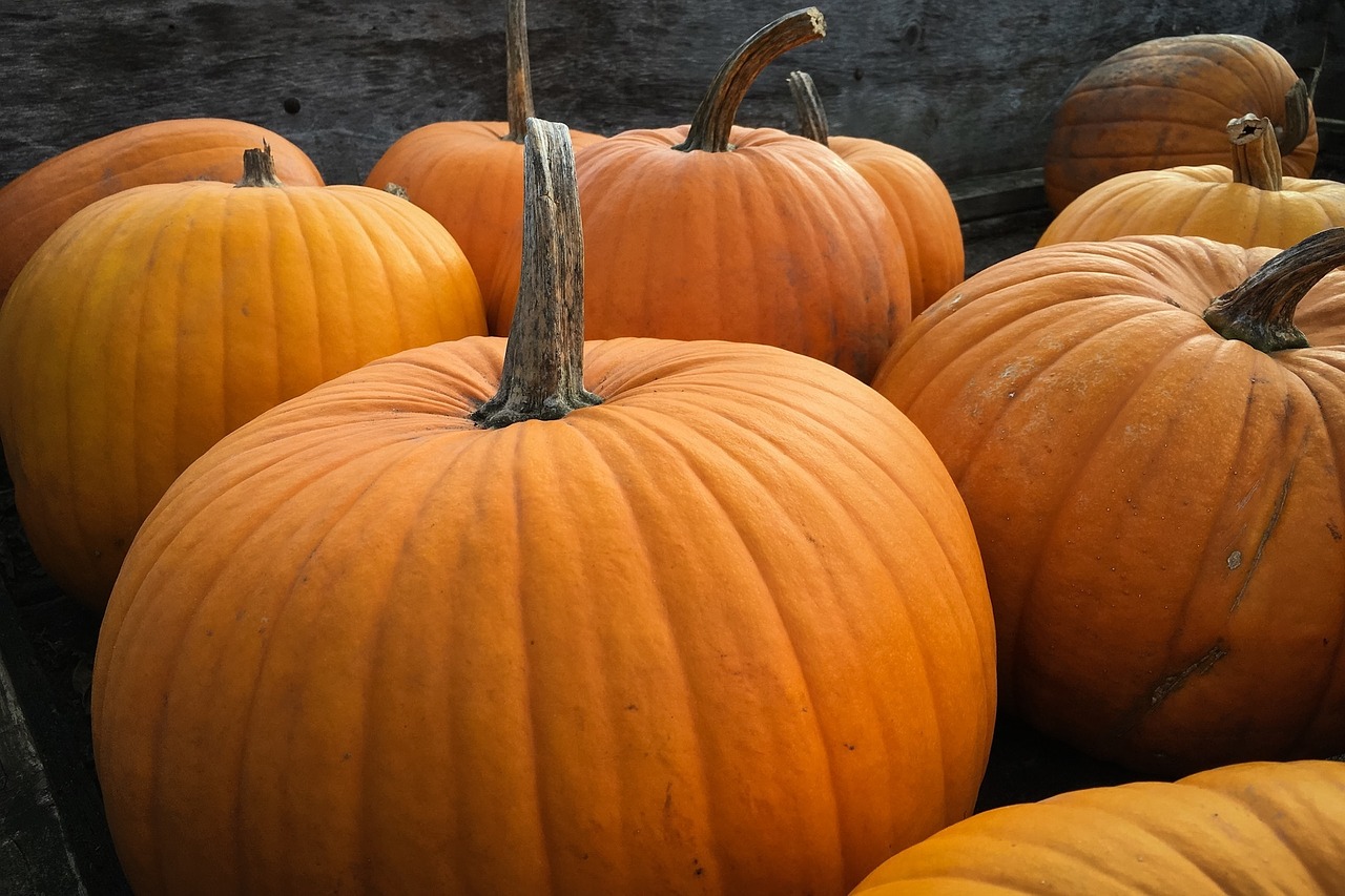 pumpkins halloween autum free photo