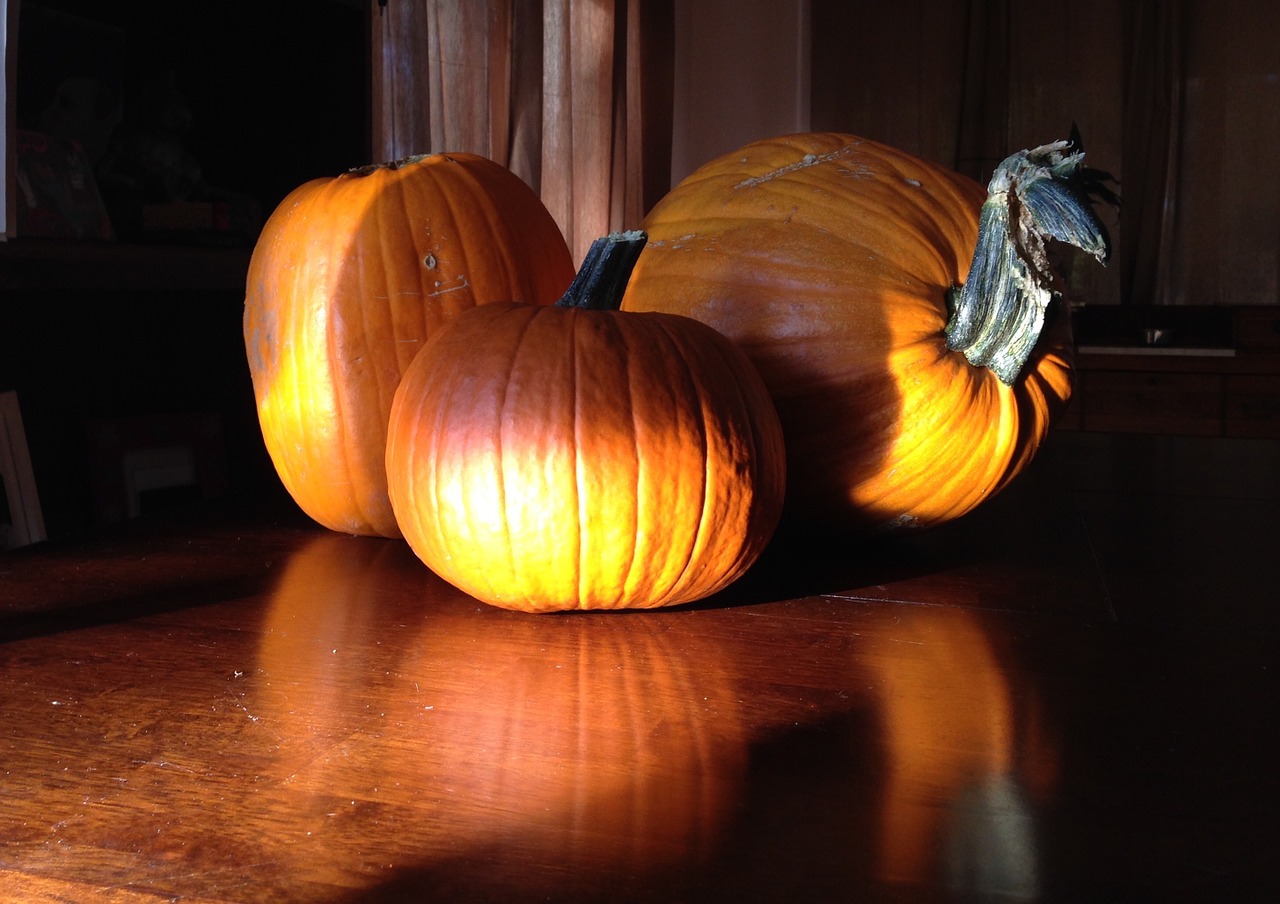 pumpkins fall halloween pumpkin free photo