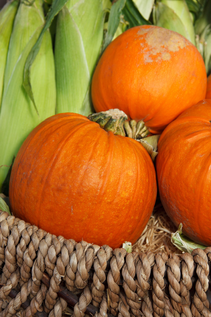 autumn basket colorful free photo