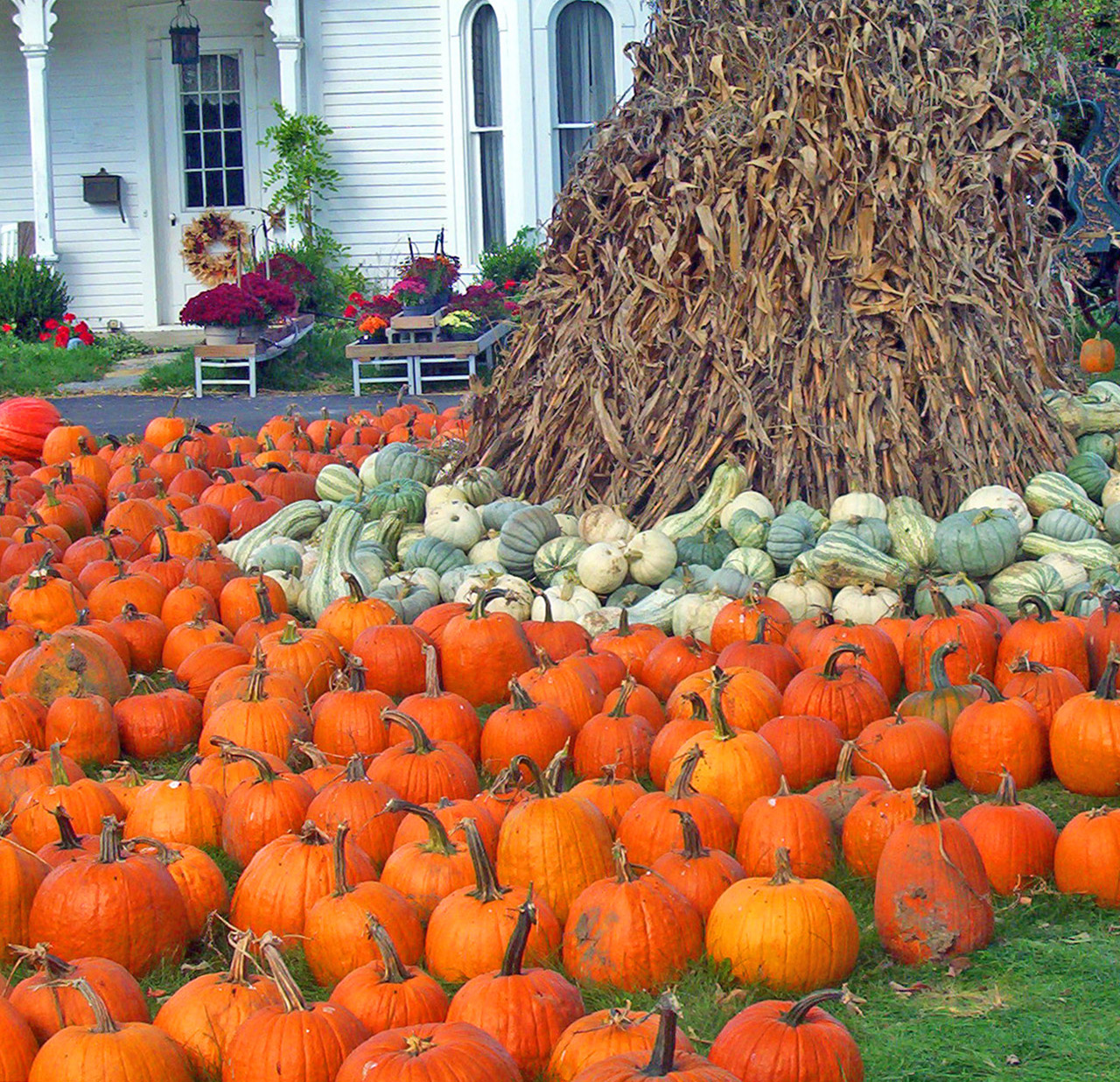 pumpkins gourds corn free photo