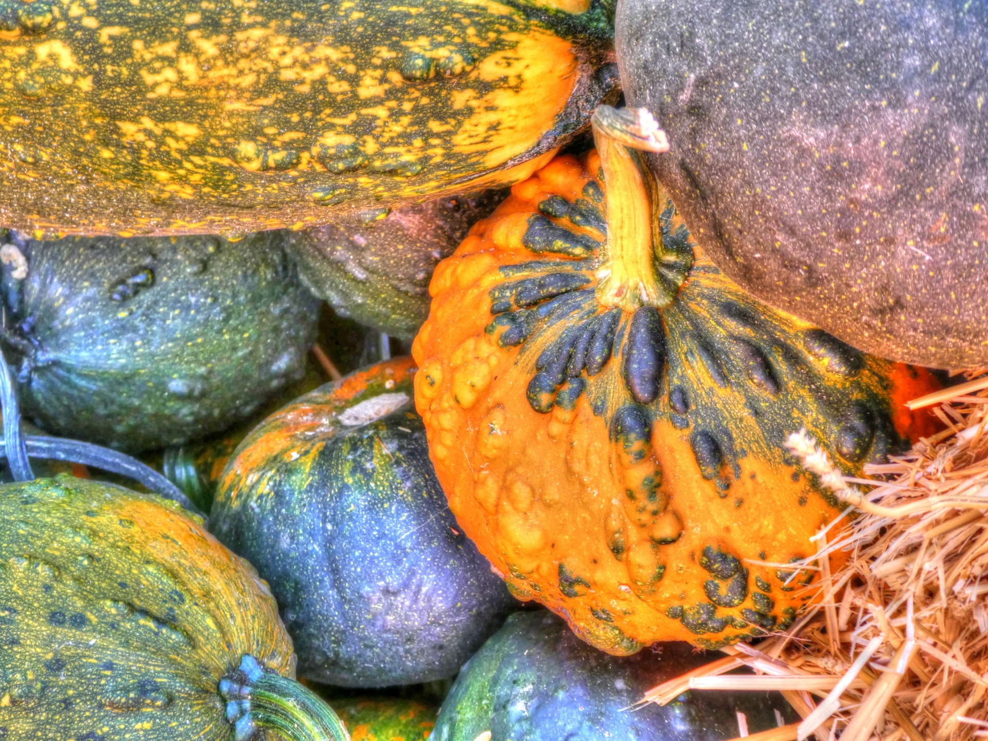 pumpkin gourds squash free photo