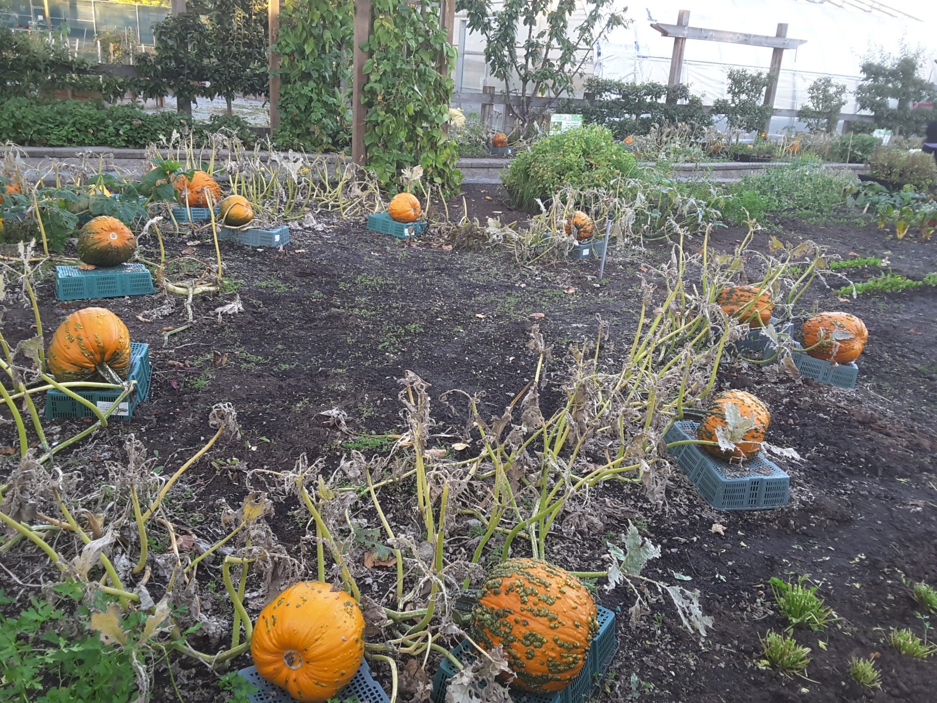 pumpkins closeup photo free photo