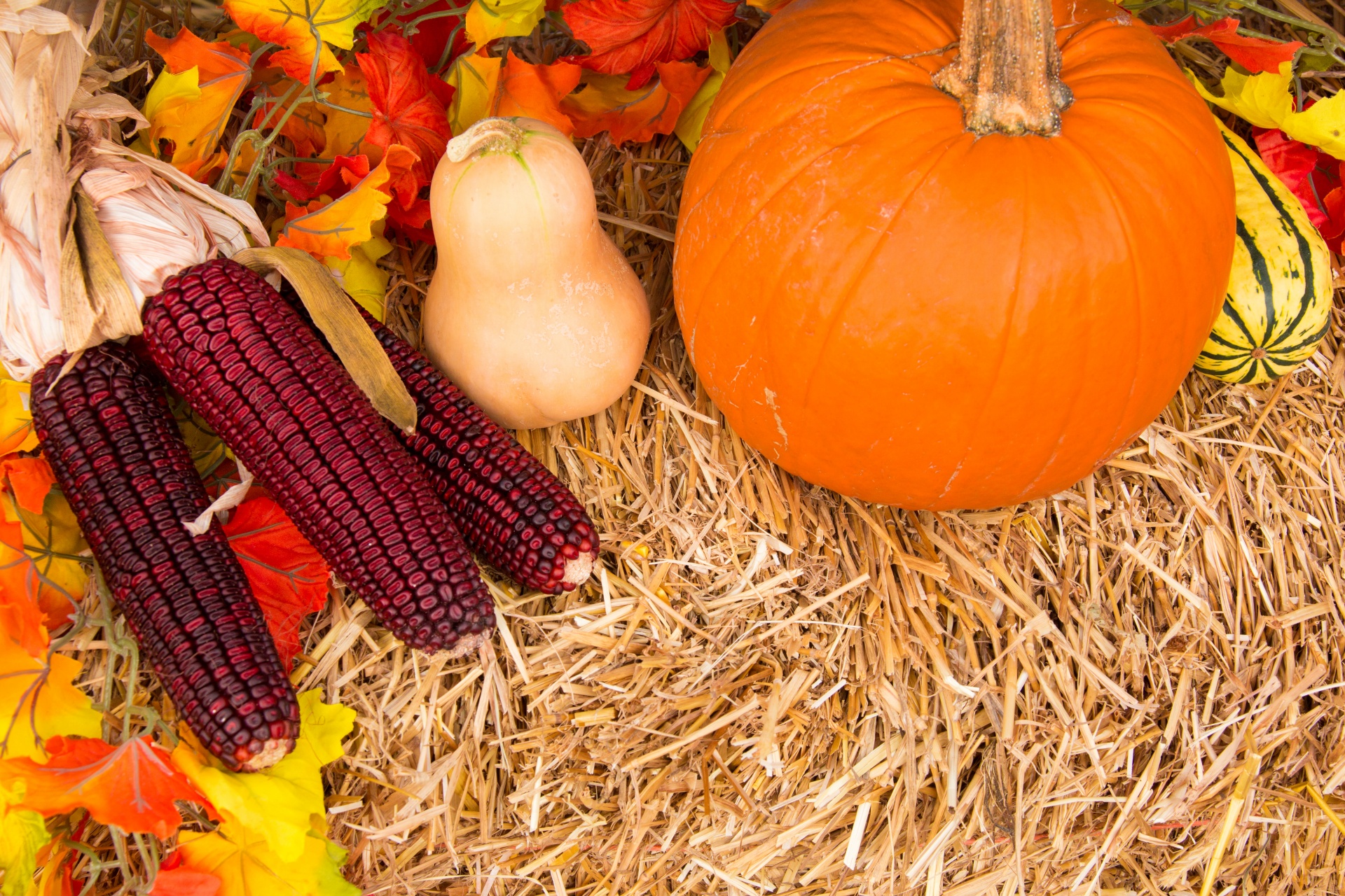 autumn corn decoration free photo