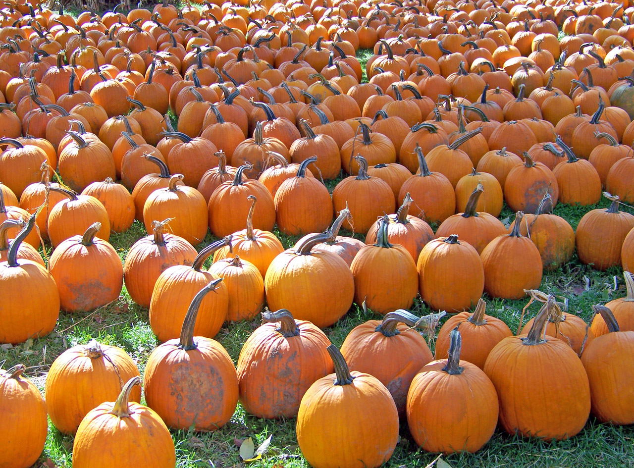 pumpkins autumn fall free photo