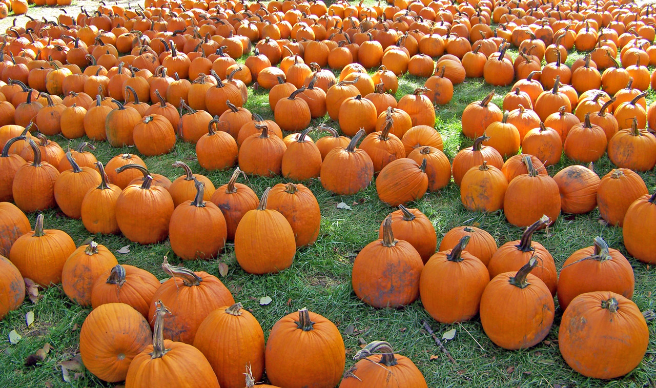 pumpkins autumn fall free photo