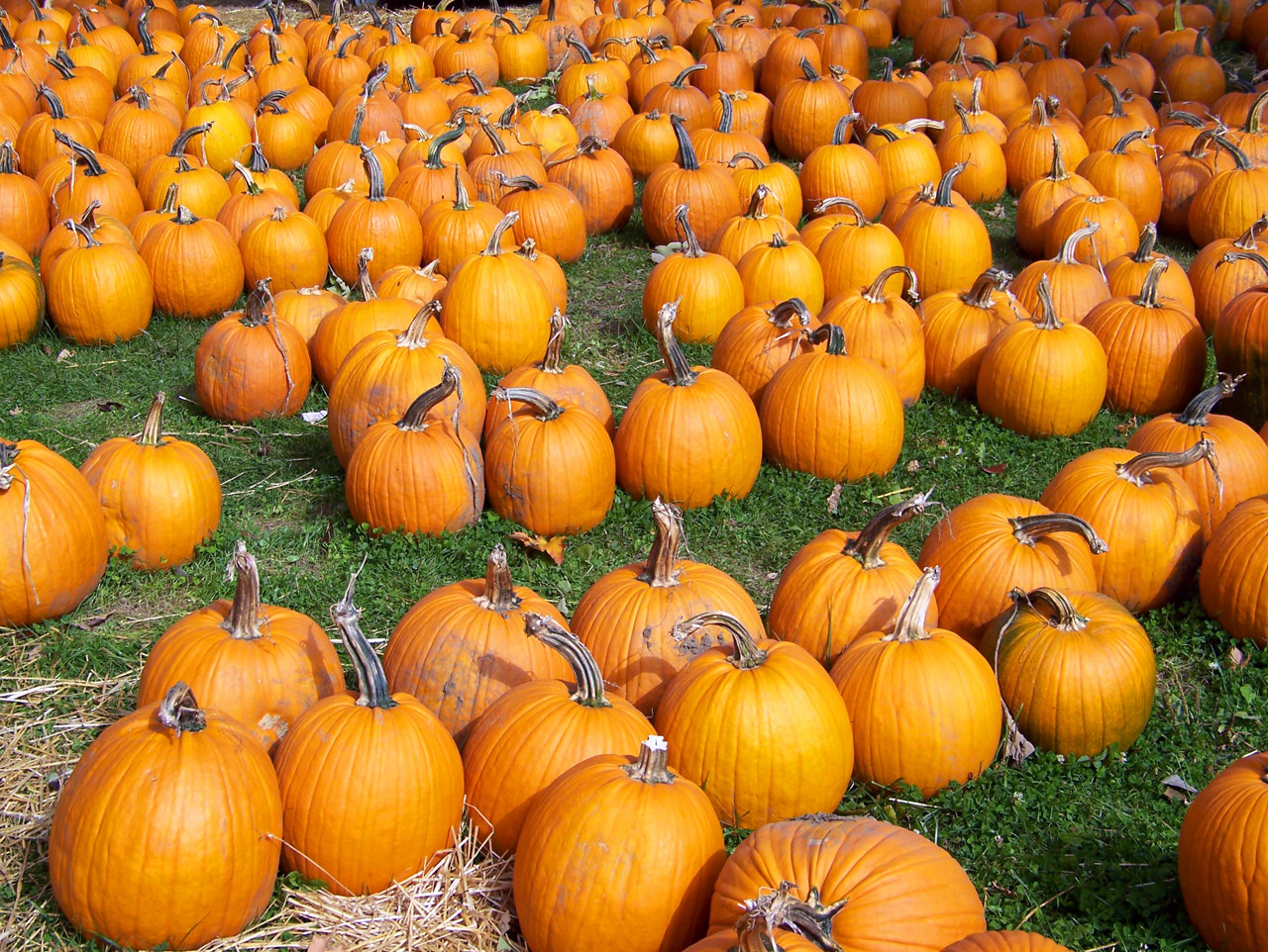 pumpkins autumn fall free photo