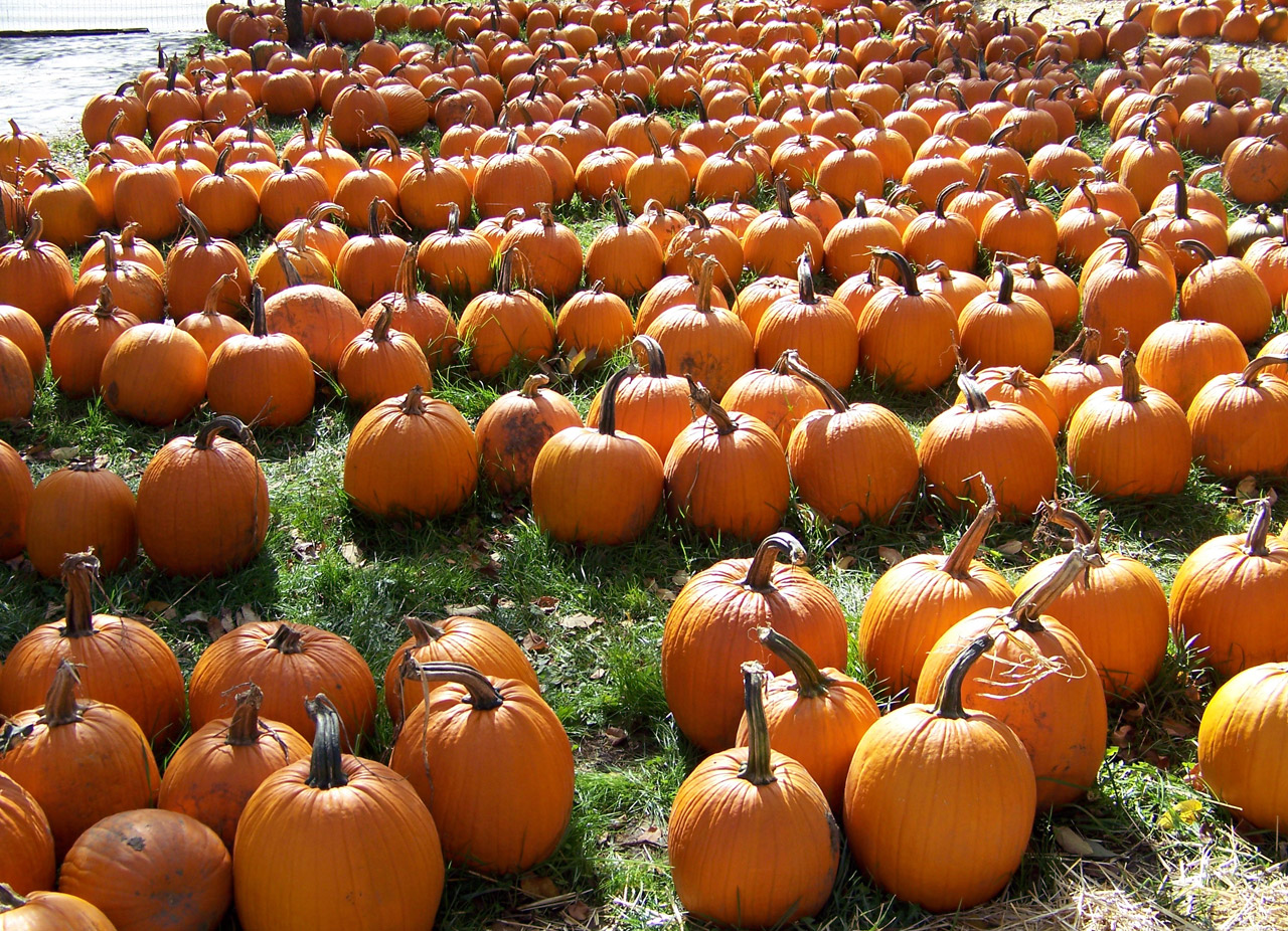 pumpkins autumn fall free photo