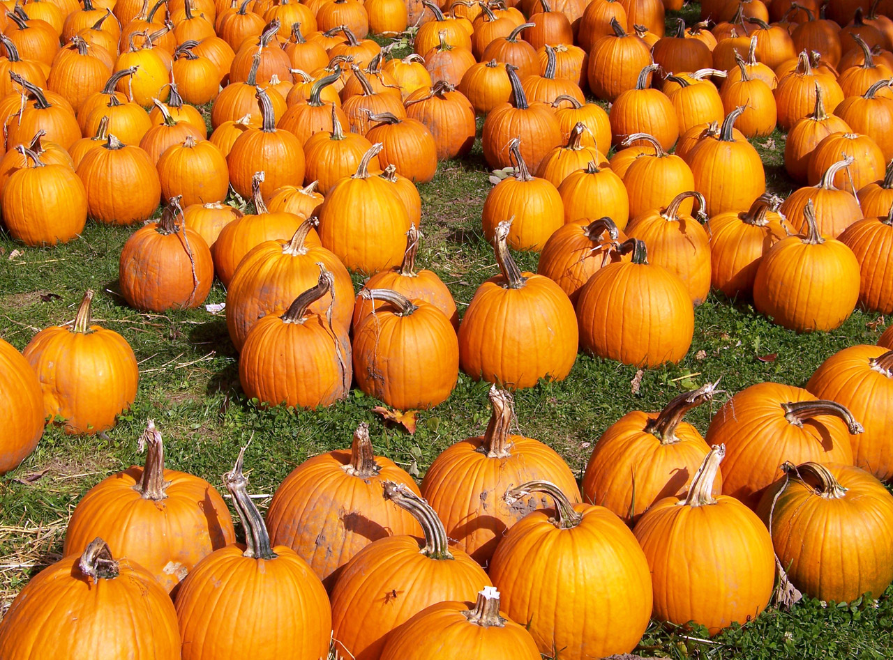 pumpkins autumn fall free photo