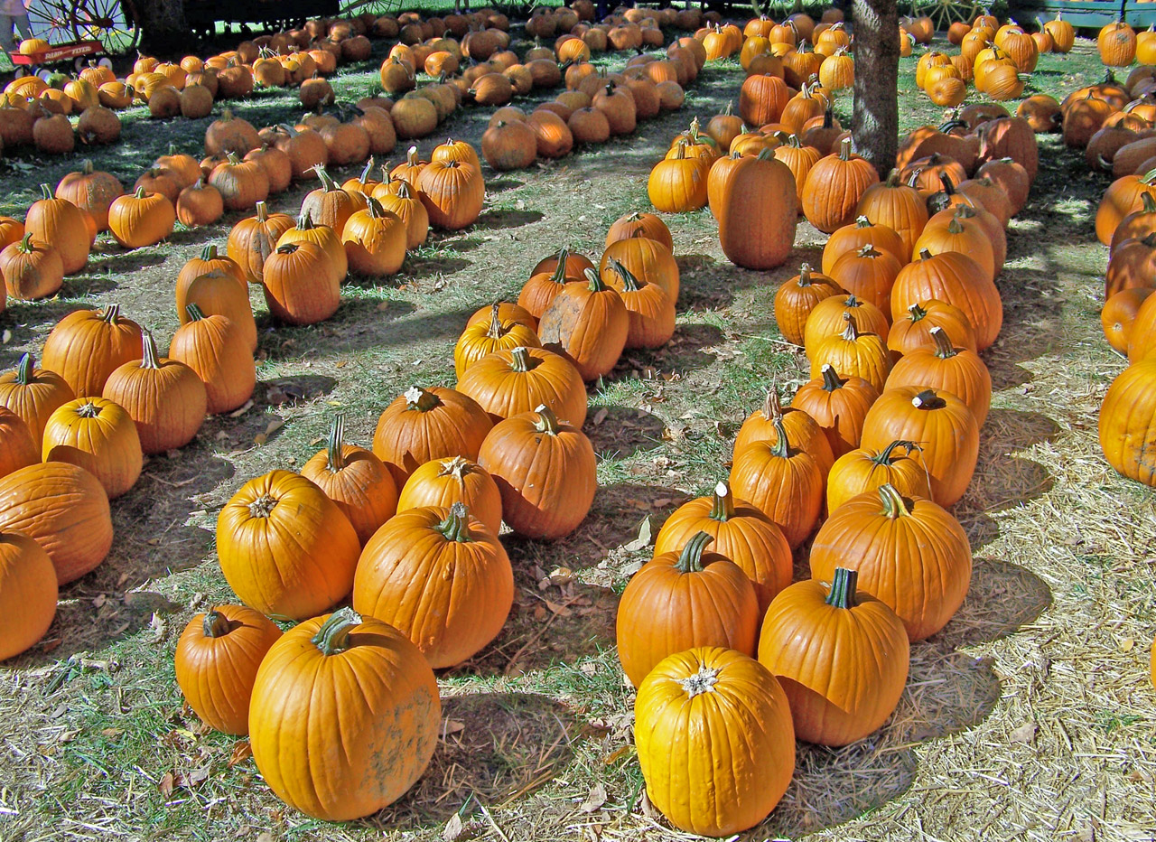 pumpkins autumn fall free photo