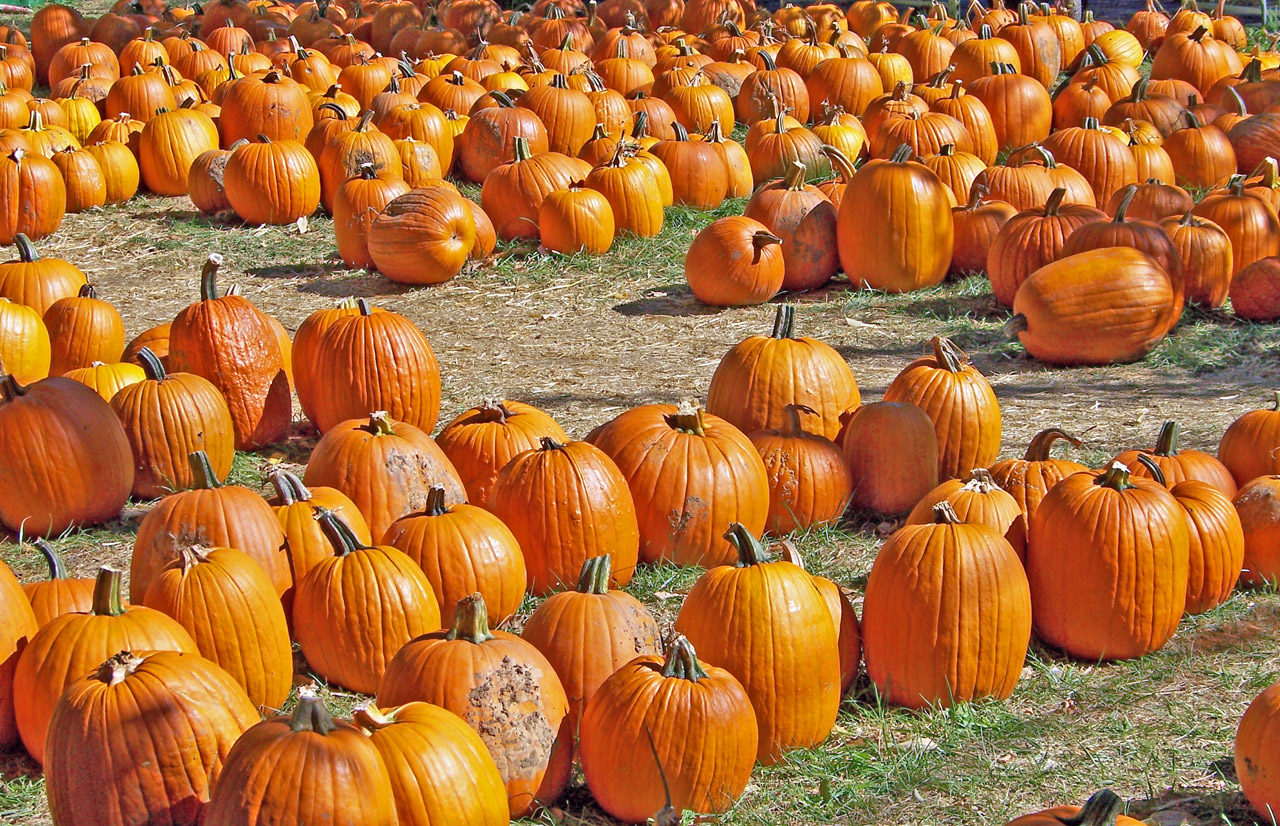 pumpkins autumn fall free photo