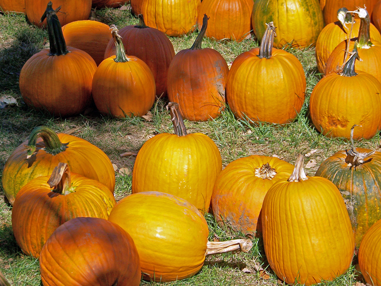 pumpkins autumn fall free photo