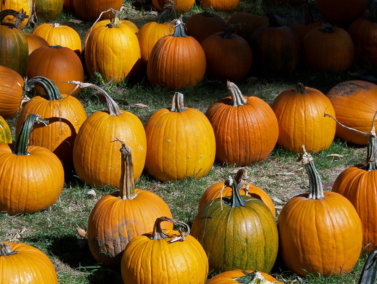 pumpkins autumn fall free photo