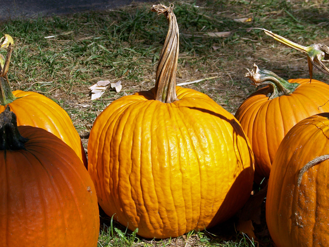 pumpkins autumn fall free photo