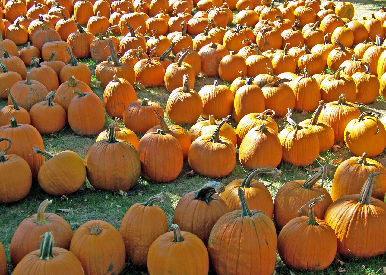 pumpkins autumn fall free photo