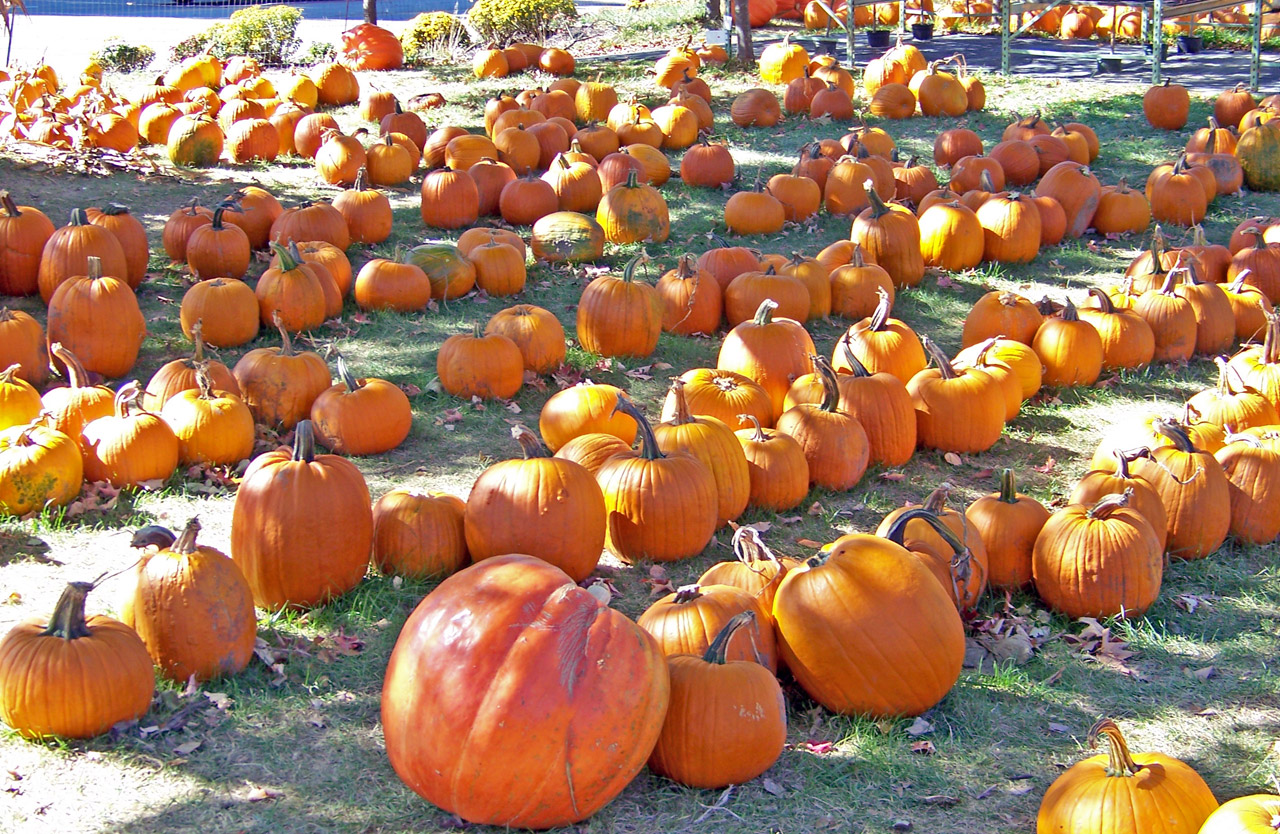 pumpkins autumn fall free photo