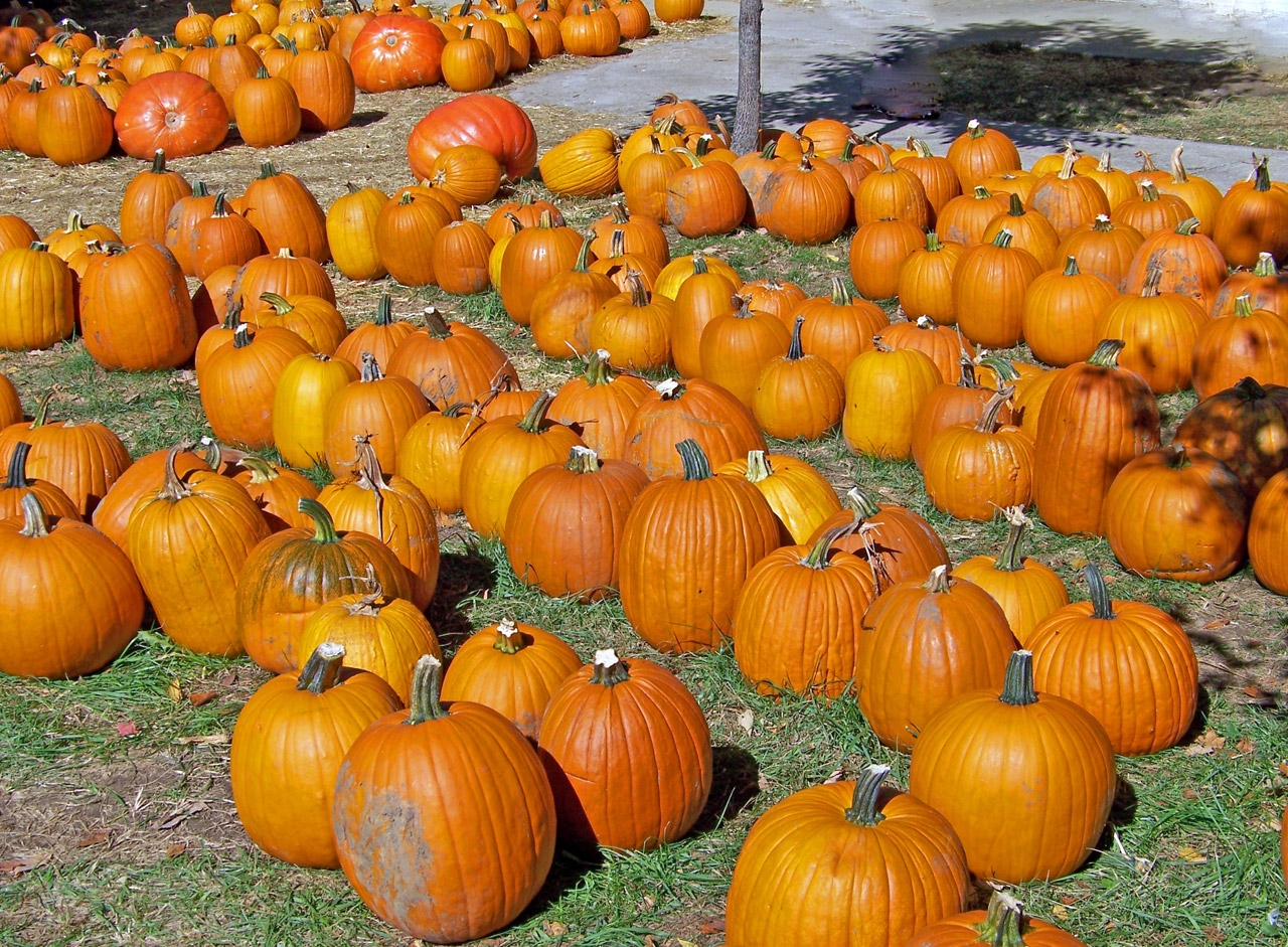 pumpkins autumn fall free photo