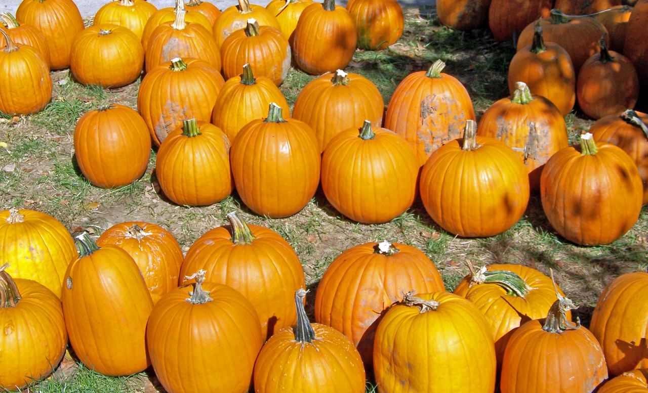 pumpkins autumn fall free photo