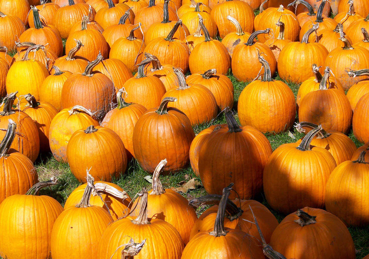 pumpkins autumn fall free photo