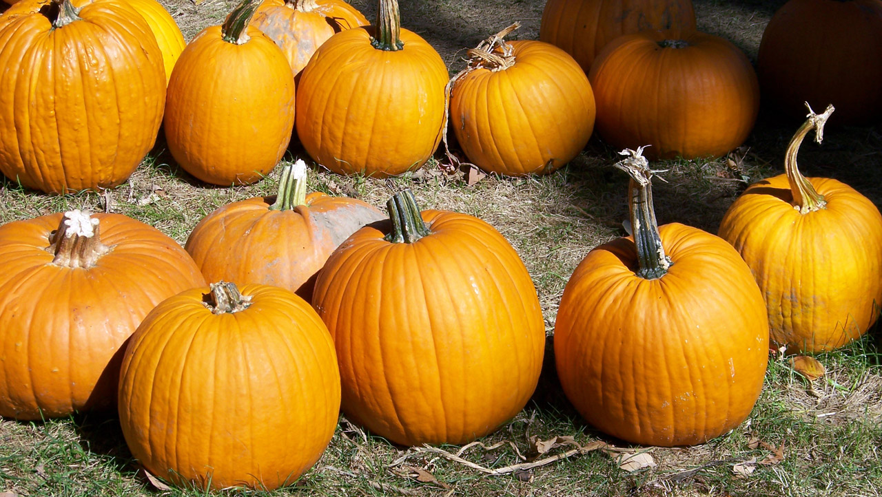 pumpkins autumn fall free photo