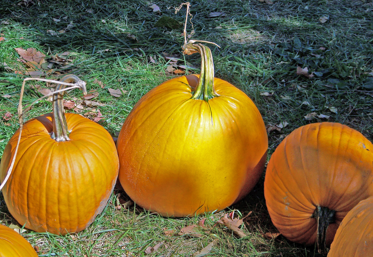 pumpkins autumn fall free photo