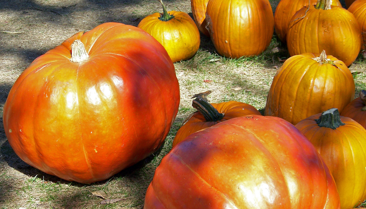 pumpkins autumn fall free photo