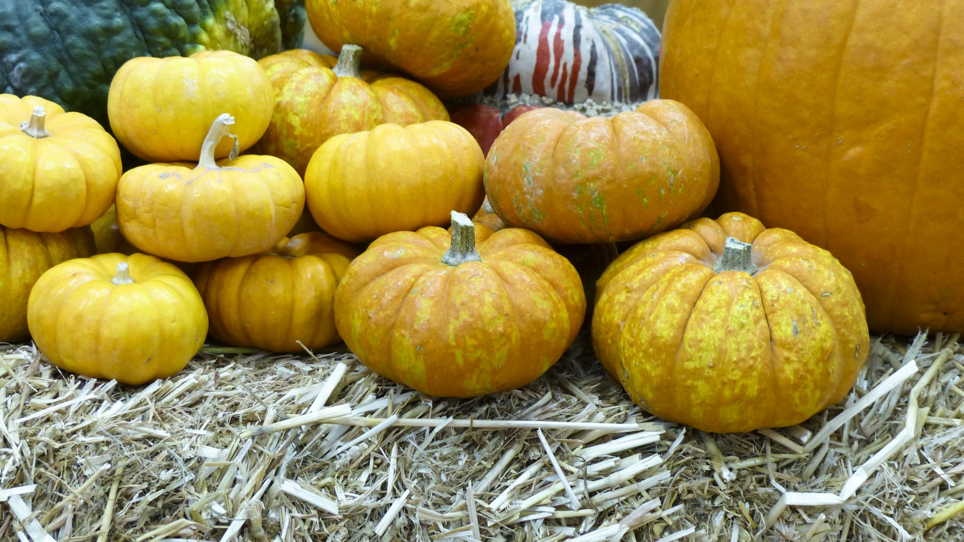 pumpkins hay closeup free photo