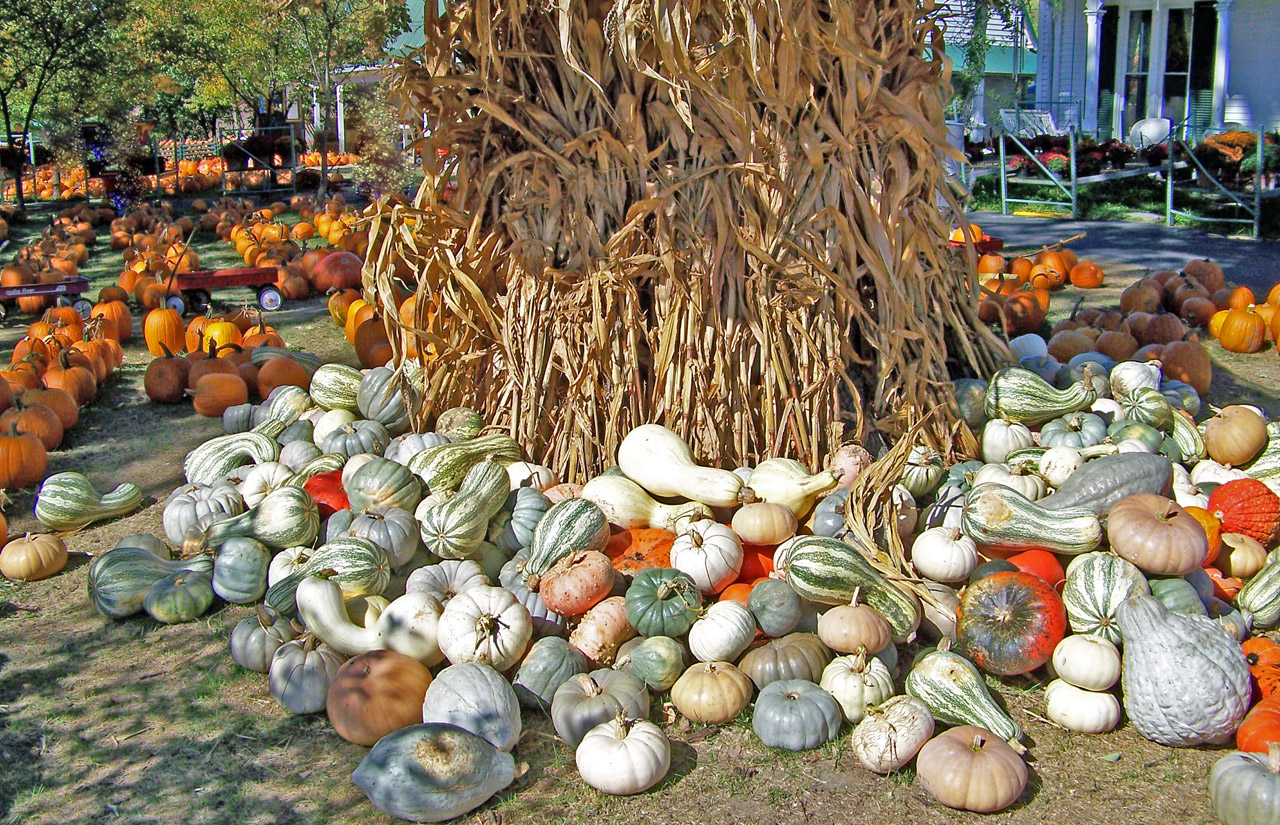 pumpkins squashes gourds free photo