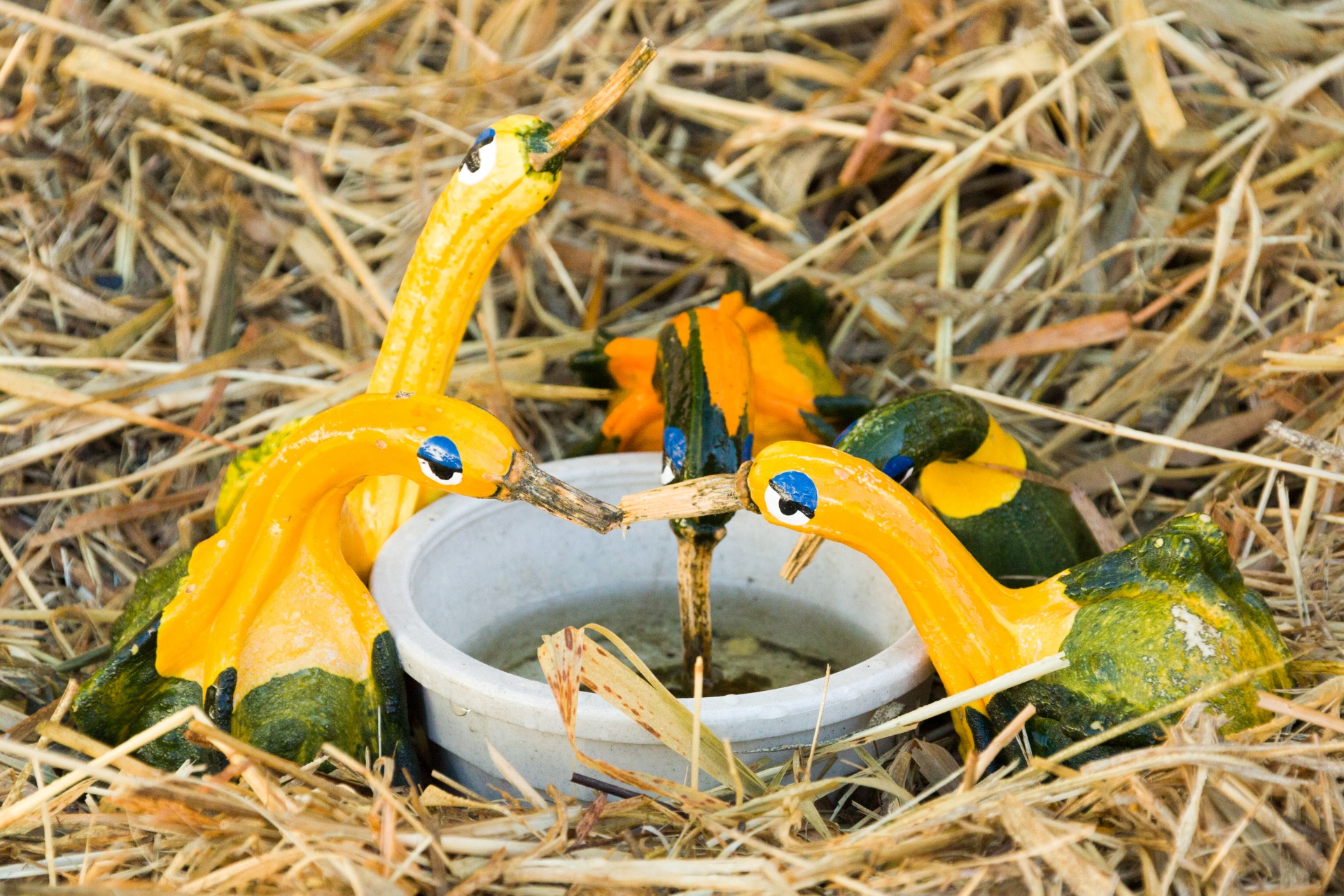 autumn birds celebration free photo