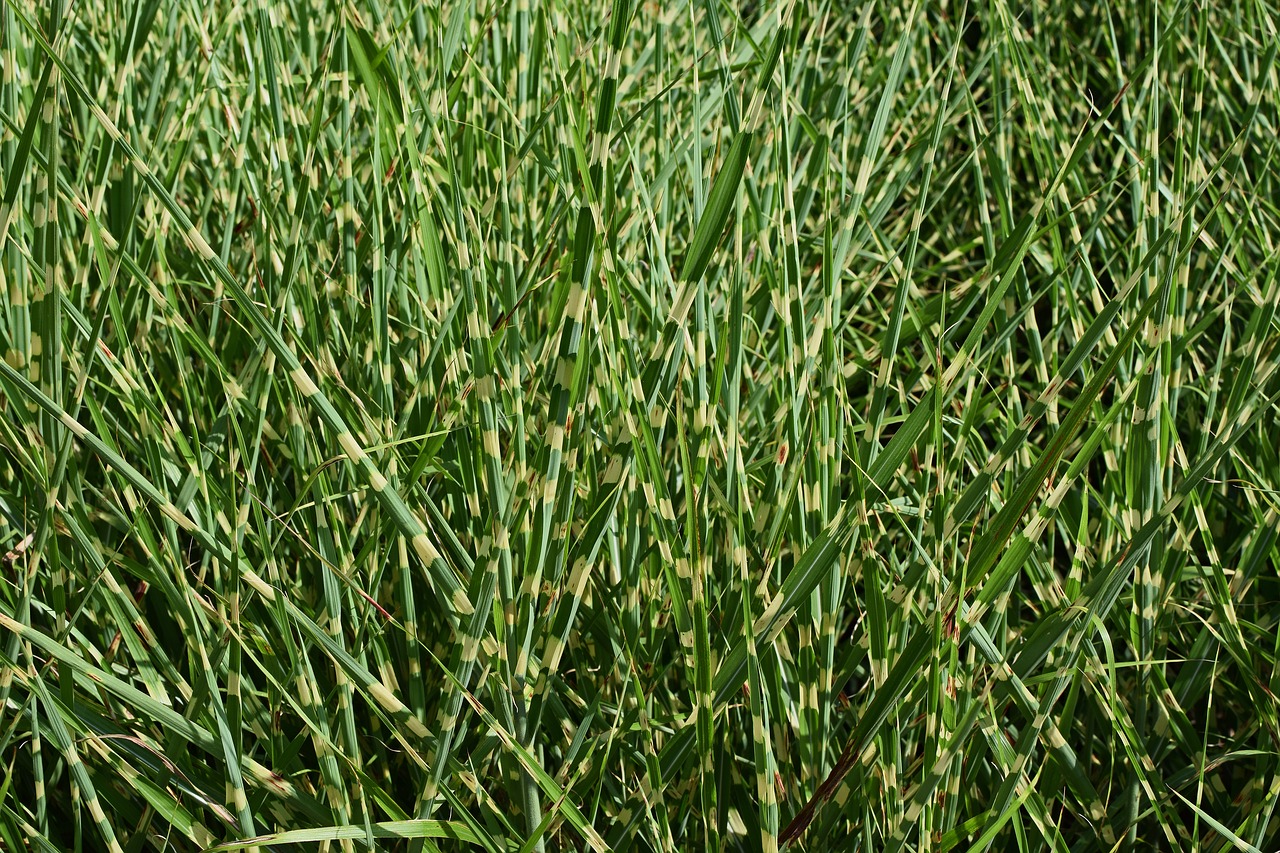 punktchen grass spotted variegated free photo