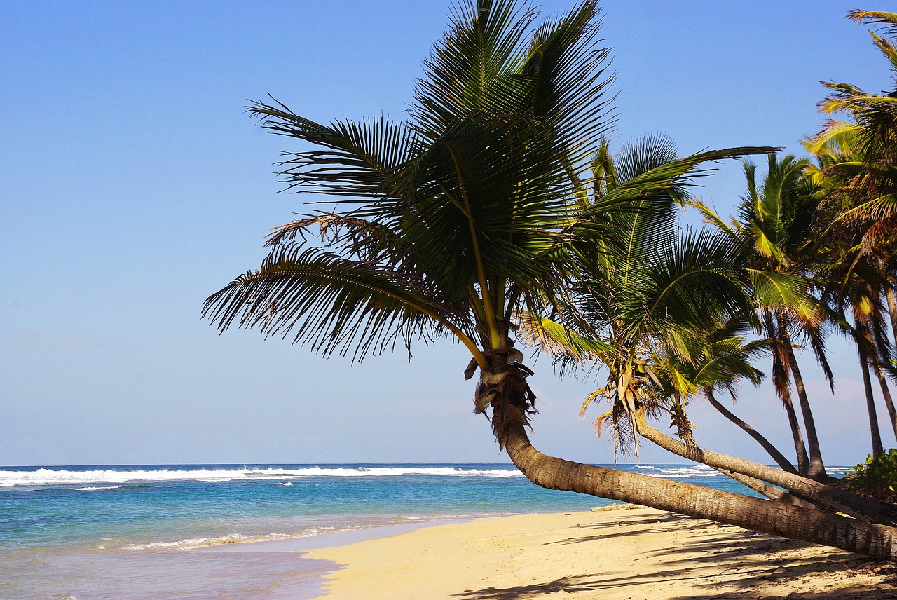 punta cana bavaro beach free photo