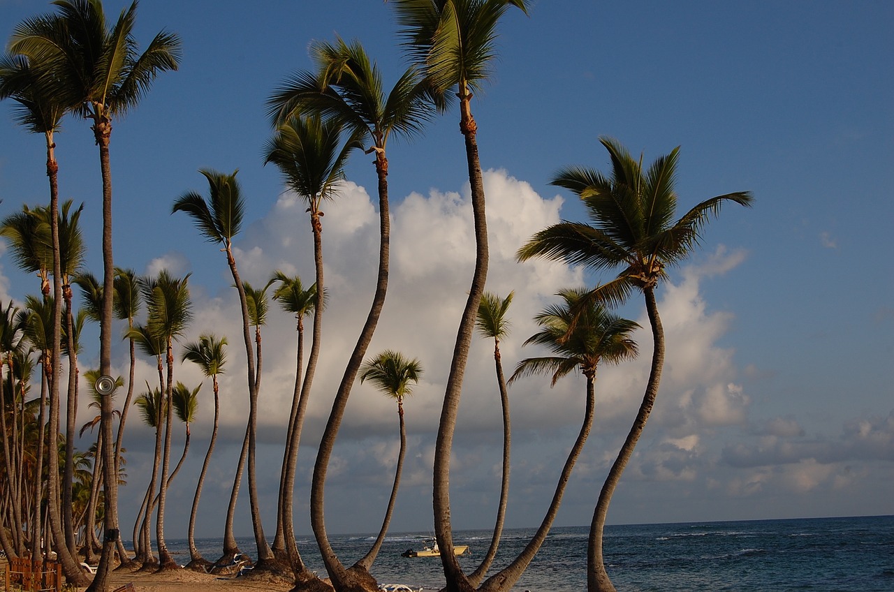 punta cana caribbean palms free photo