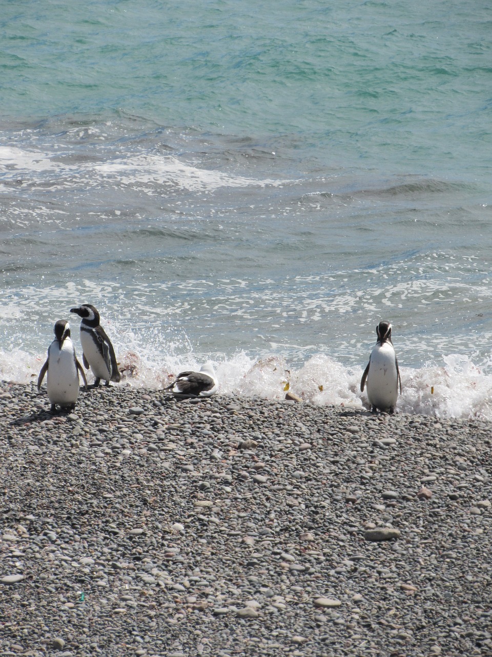 punta tombo penguin magellan free photo