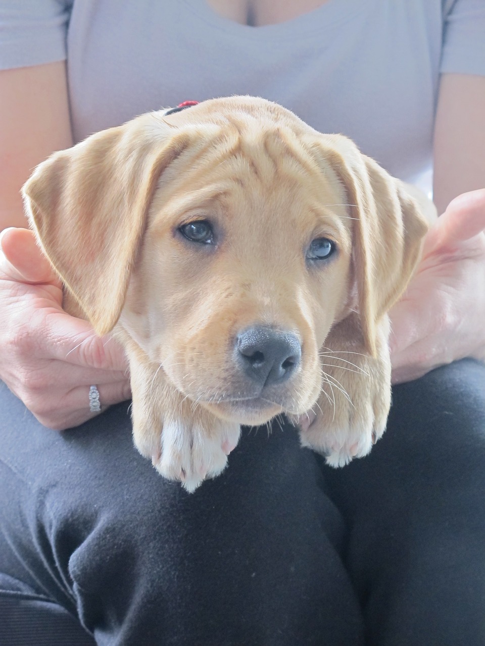 pup puppy labrador free photo