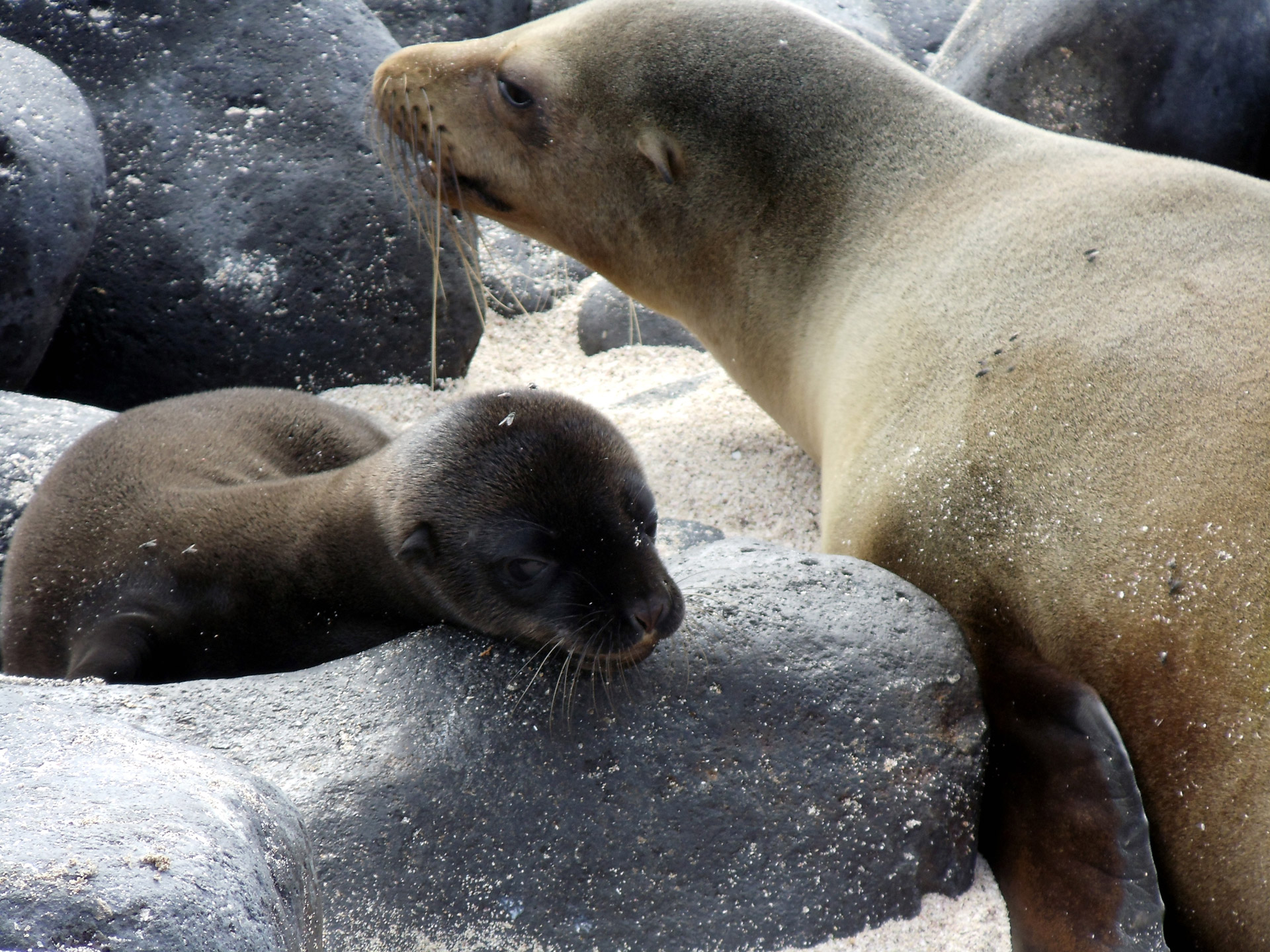 pup mother sea free photo