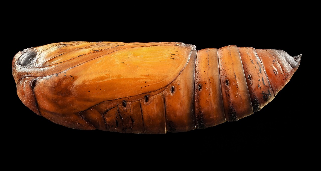 pupa black cutworm moth free photo