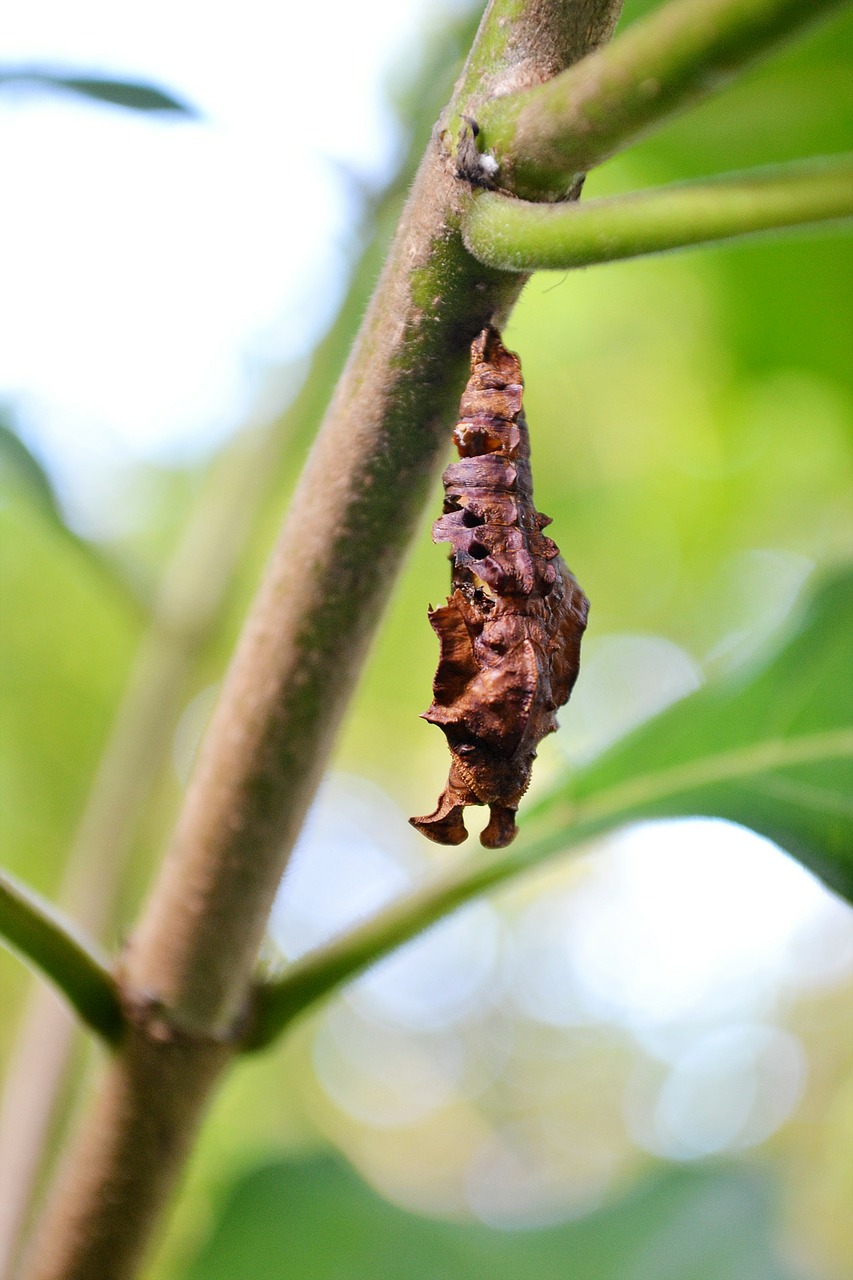 pupa young butterfly nature free photo