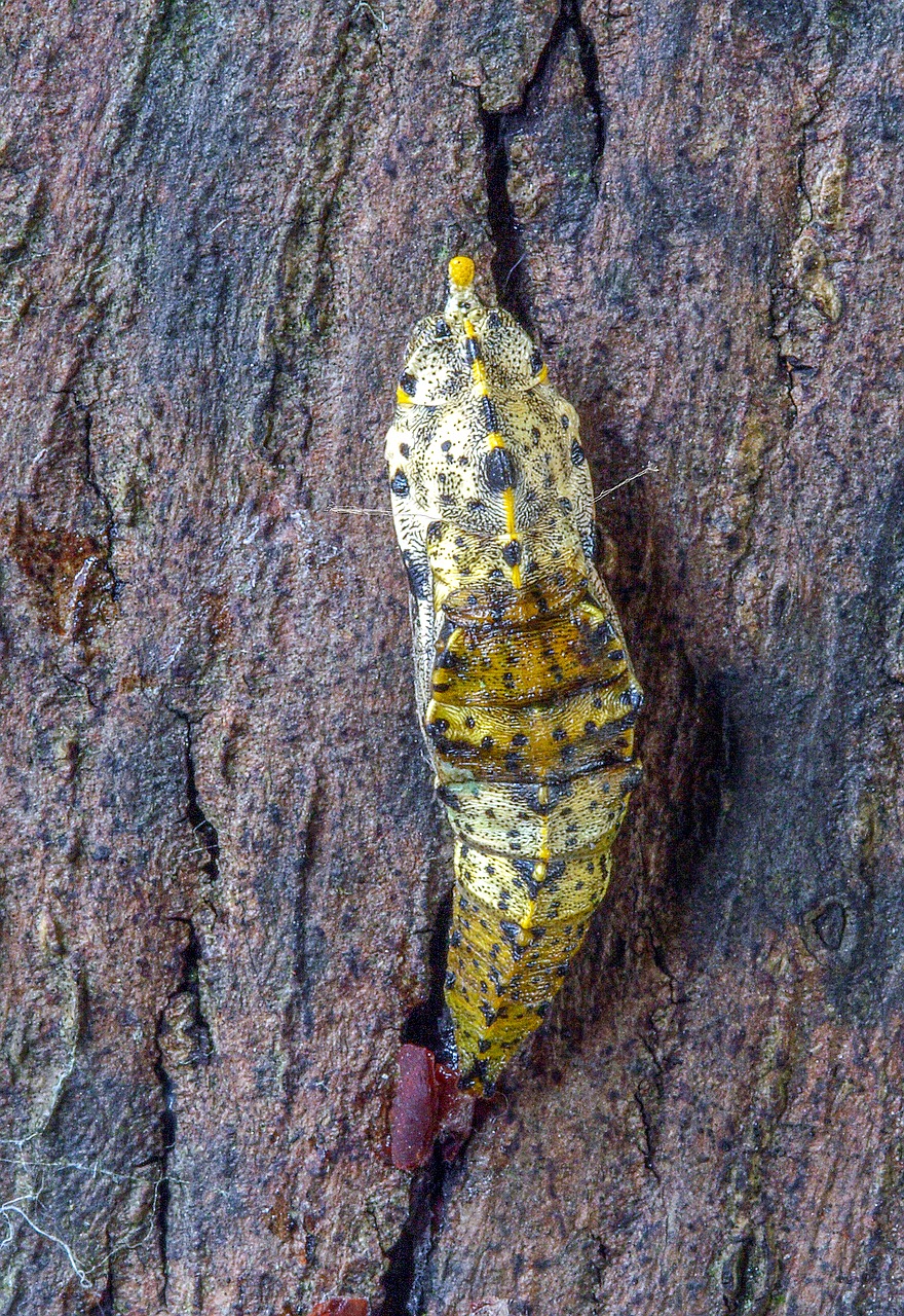 pupa  butterfly  large white free photo