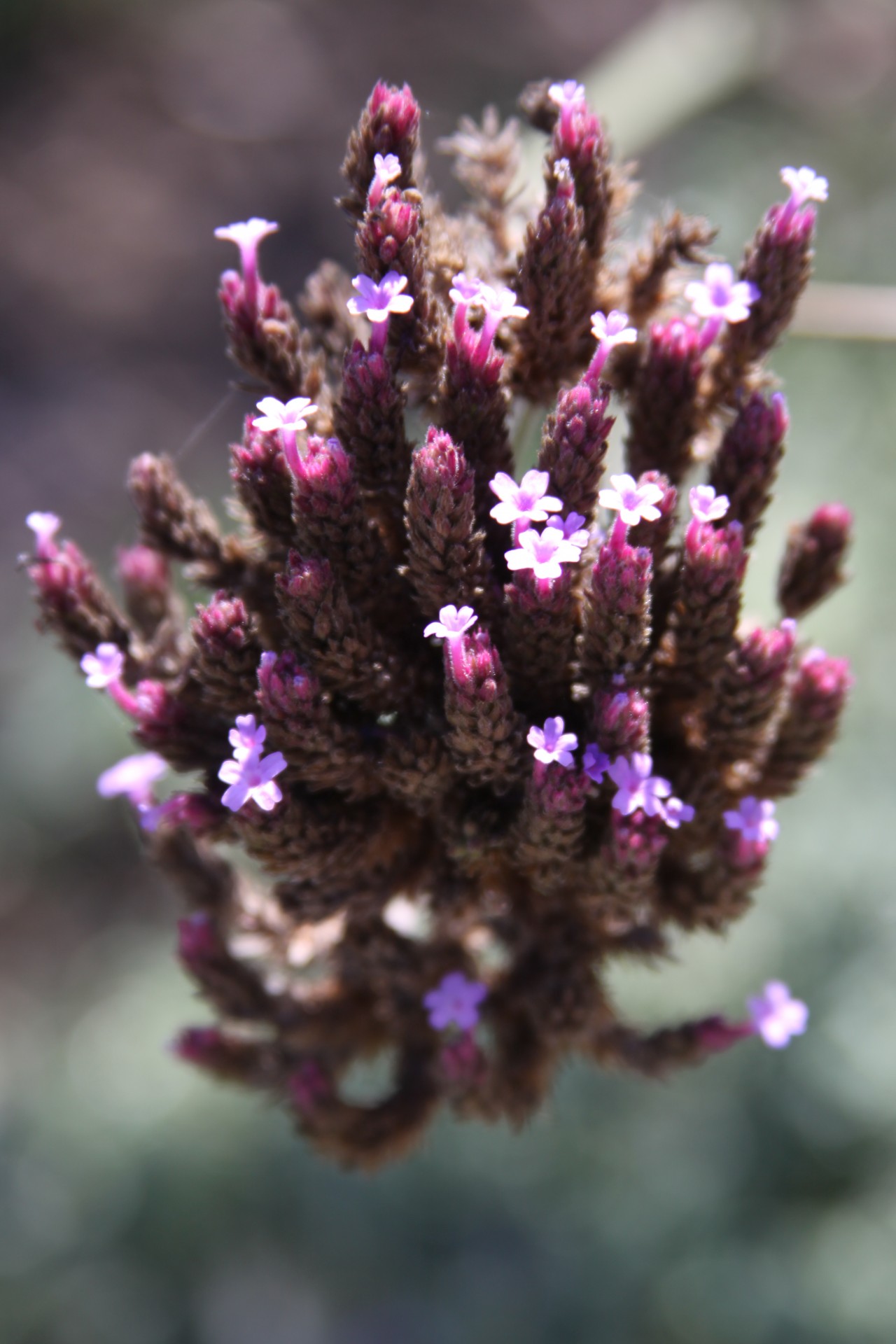 purple flower garden free photo