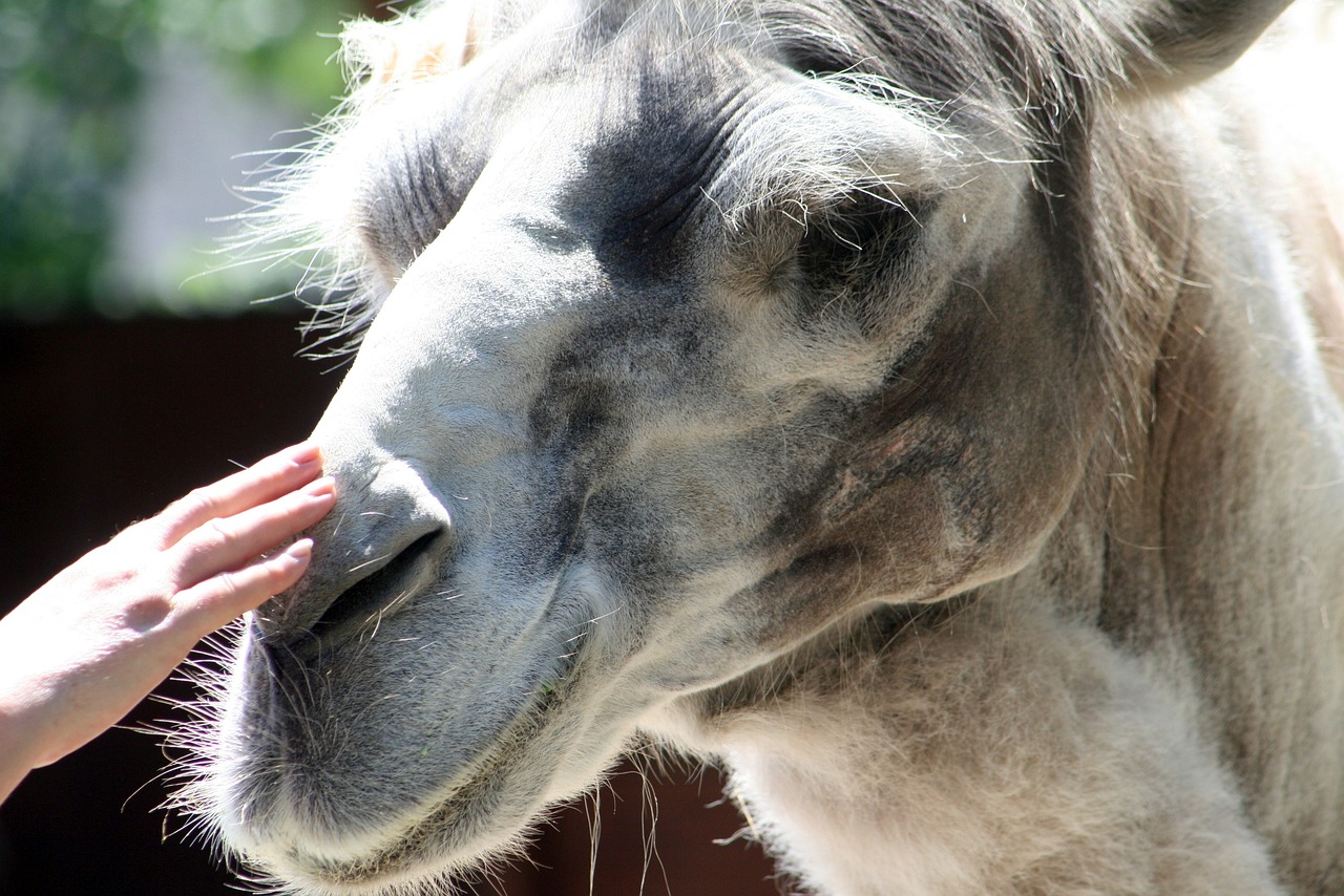 púposteve  dromedary  desert free photo