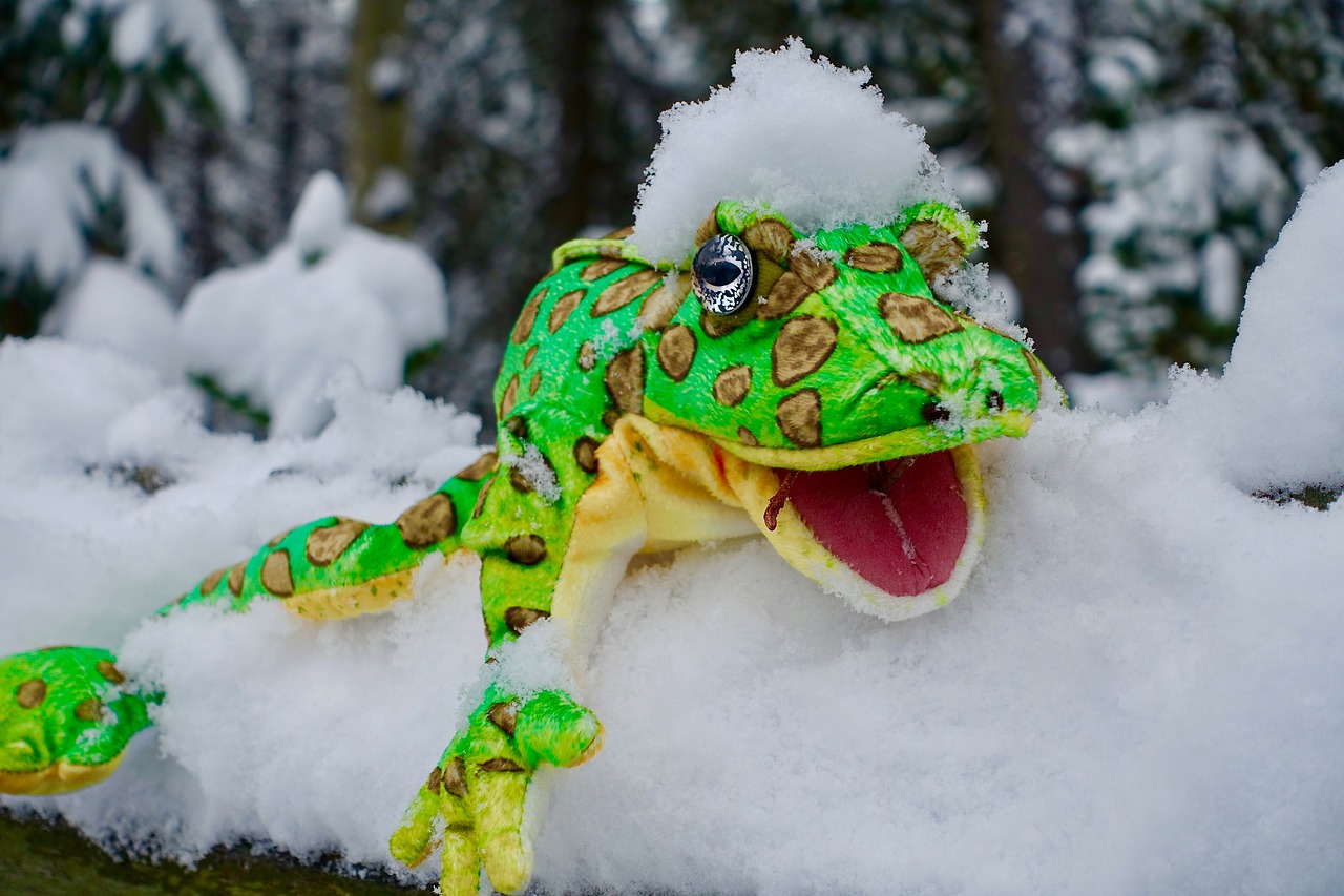 puppet snow frog free photo