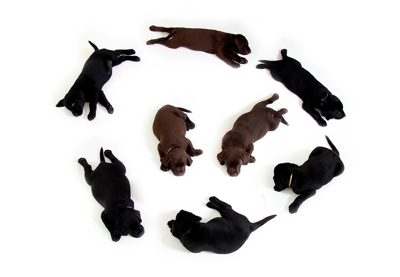 puppies black brown free photo