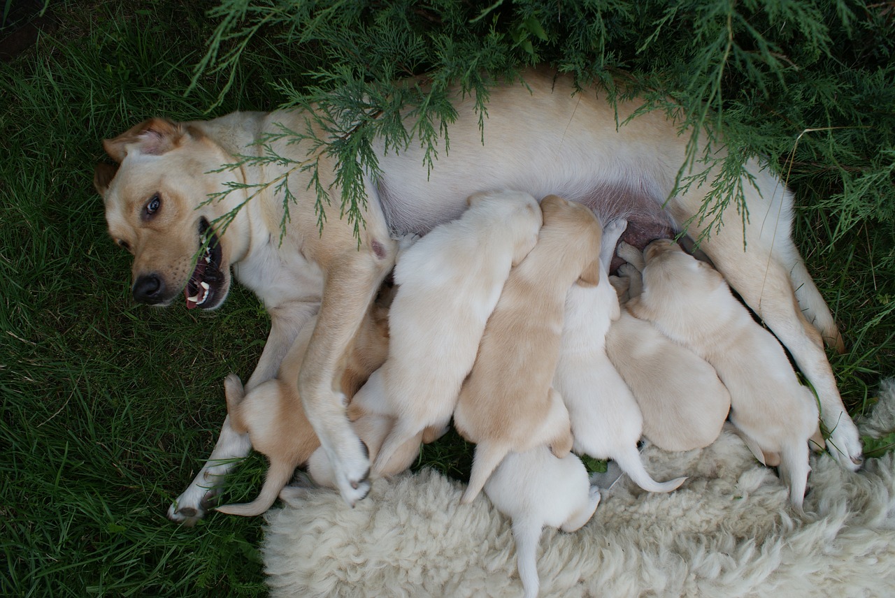 puppies labradors bitch free photo