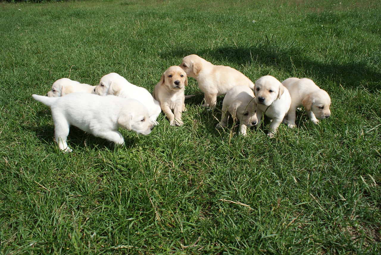 puppies labradors biszkoptowe free photo