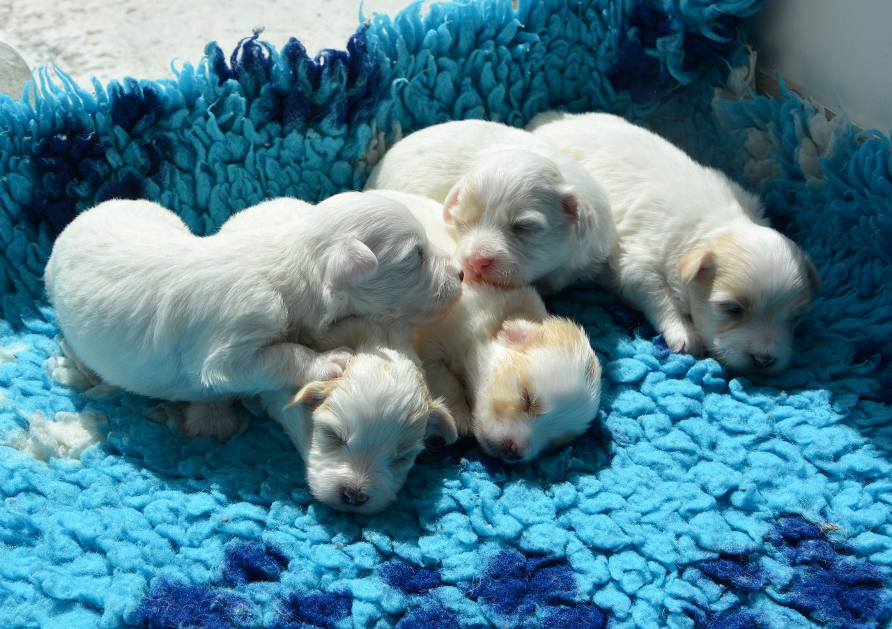 puppies cotton tulear white free photo